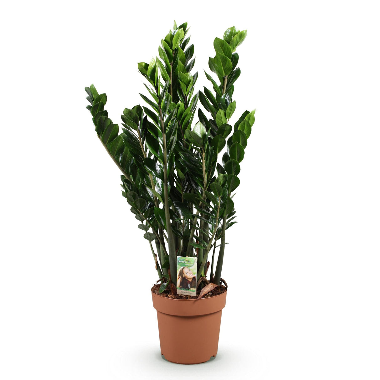 Livraison plante Zamioculcas