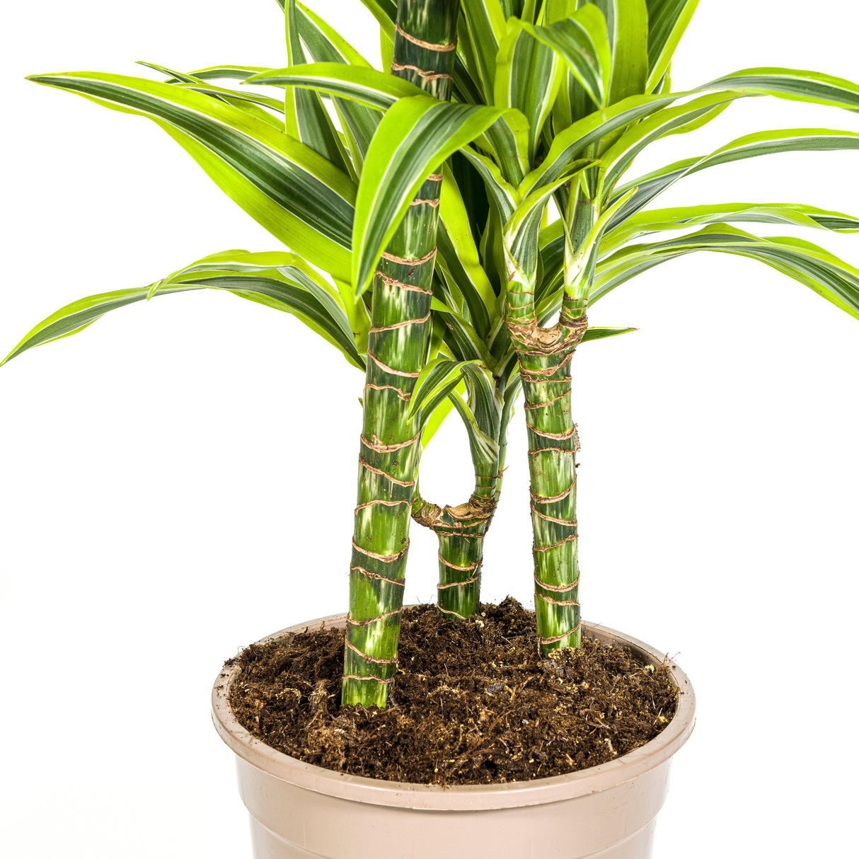 Dracaena Lemon Lime avec cache-pot