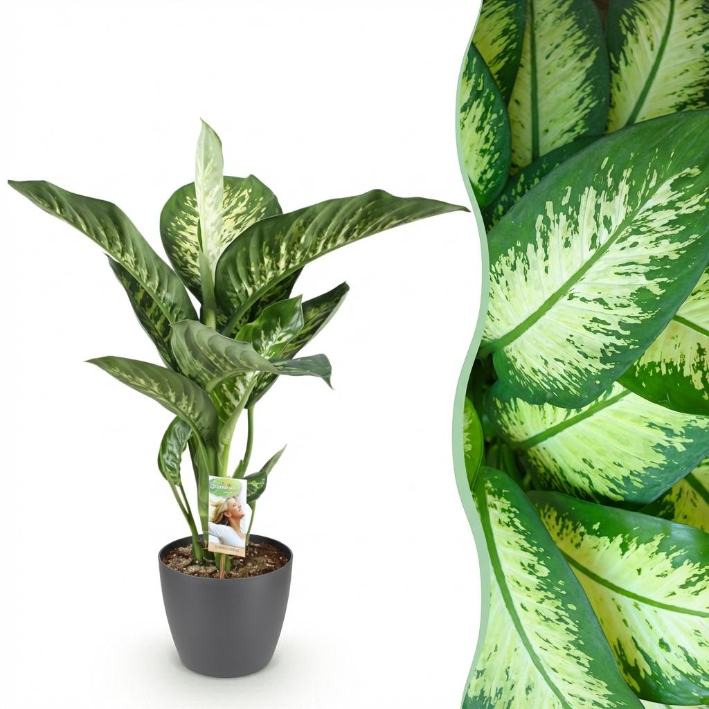 Dieffenbachia Tropic Snow | Pot 17 cm