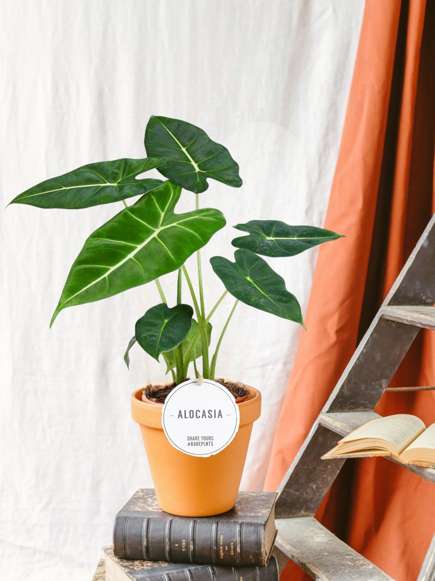 Entretien - Alocasia Frydek: Guide pratique - La Green Touch