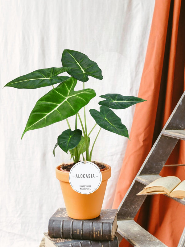Entretien - Alocasia Frydek: Guide pratique - La Green Touch