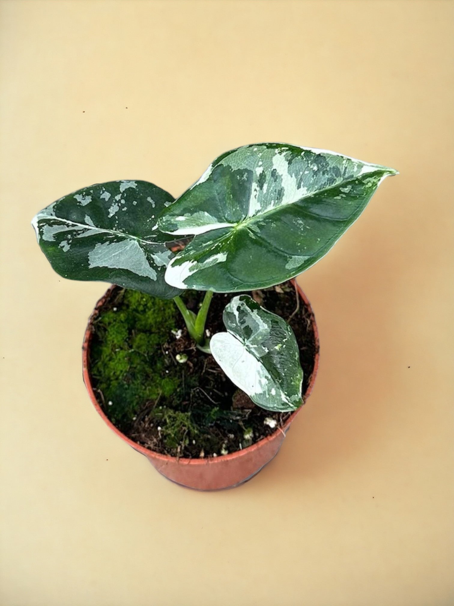 Entretien - Alocasia Micholitziana Frydek: Guide pratique - La Green Touch