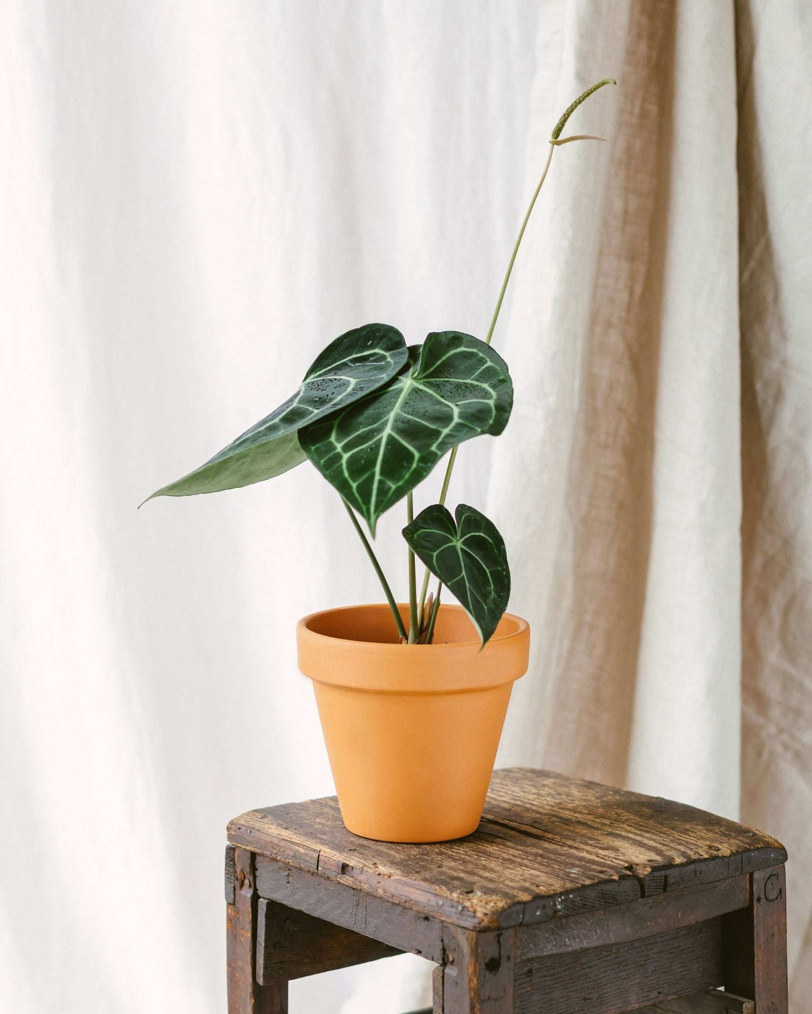 Entretien de Anthurium Clarinervium - La Green Touch
