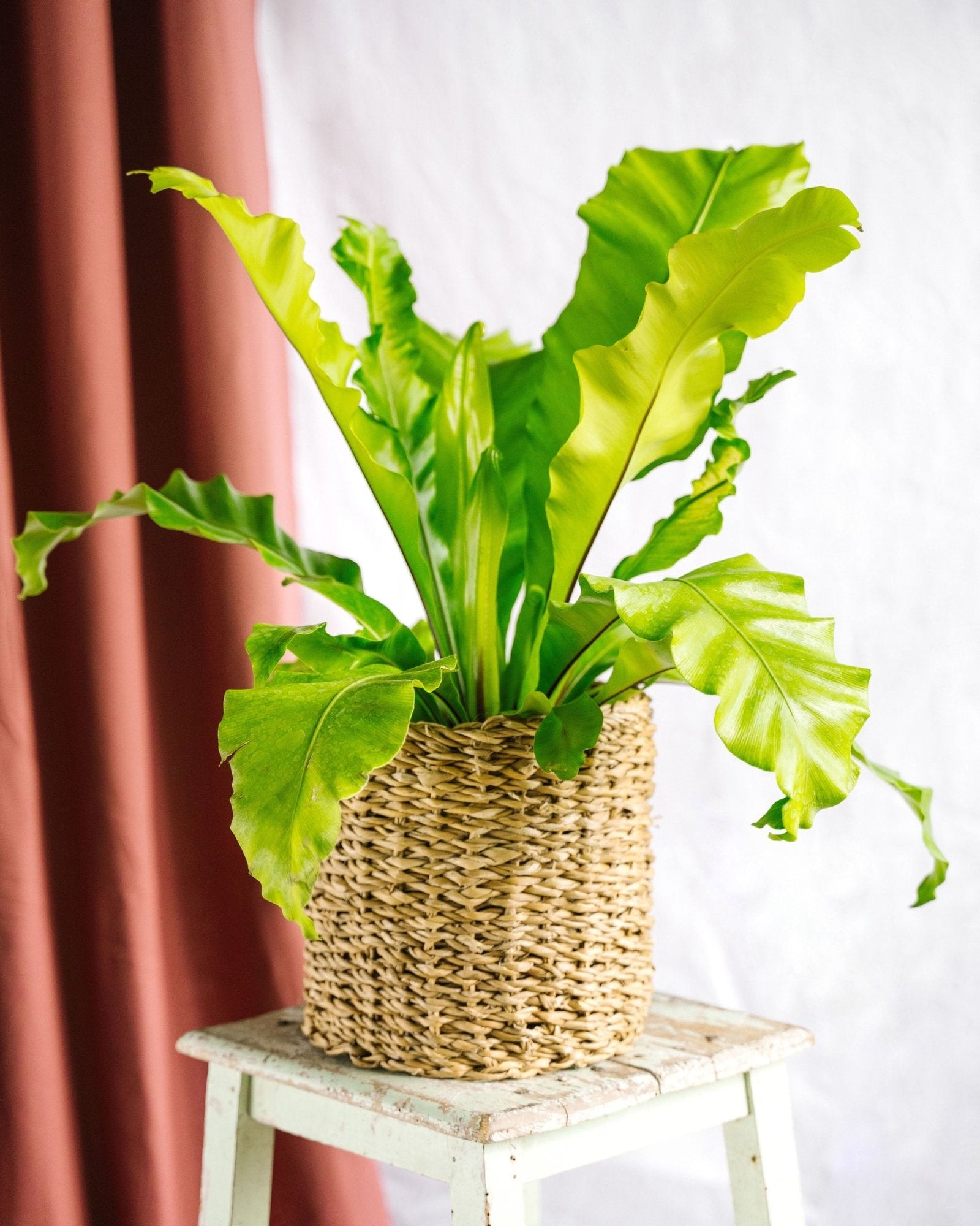 Entretien - Asplenium Nidus: Guide pratique - La Green Touch