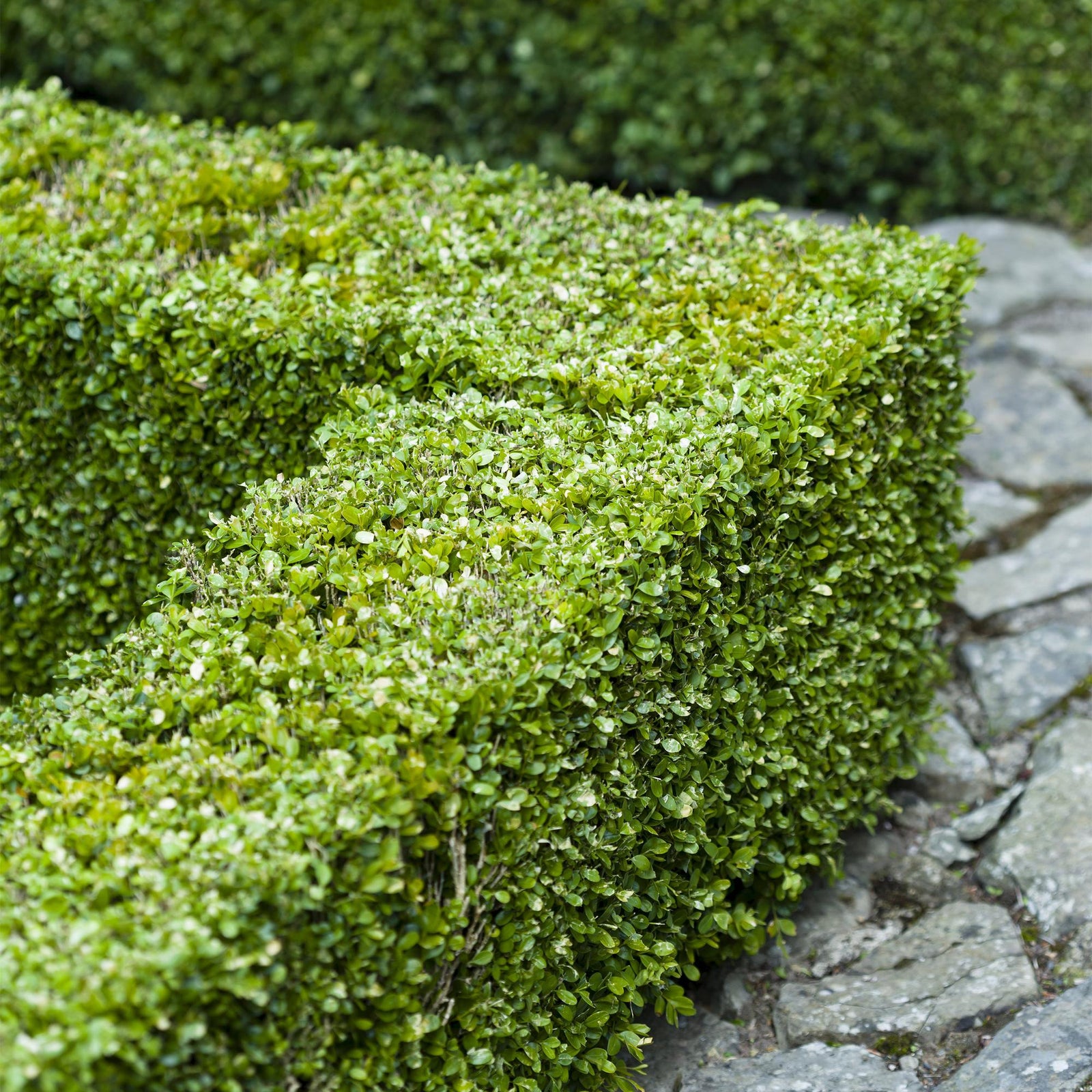 Entretien - Buis (Buxus sempervirens) : Guide pratique - La Green Touch
