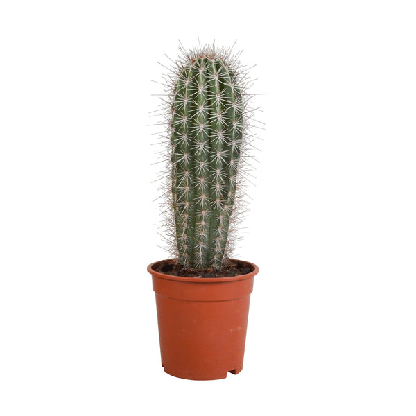 Entretien - Cactus Pachycereus Pringlei: Guide pratique - La Green Touch