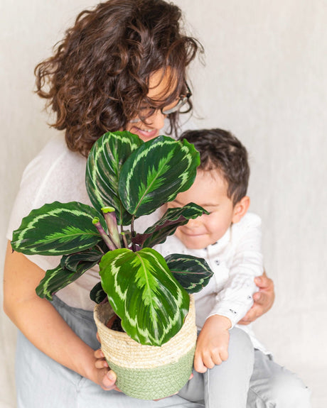 Entretien Calathea Medaillon - La Green Touch