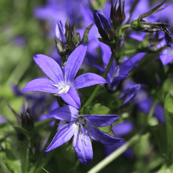 Entretien - Campanule Des Murs (Campanula poscharskyana) : Guide pratique - La Green Touch