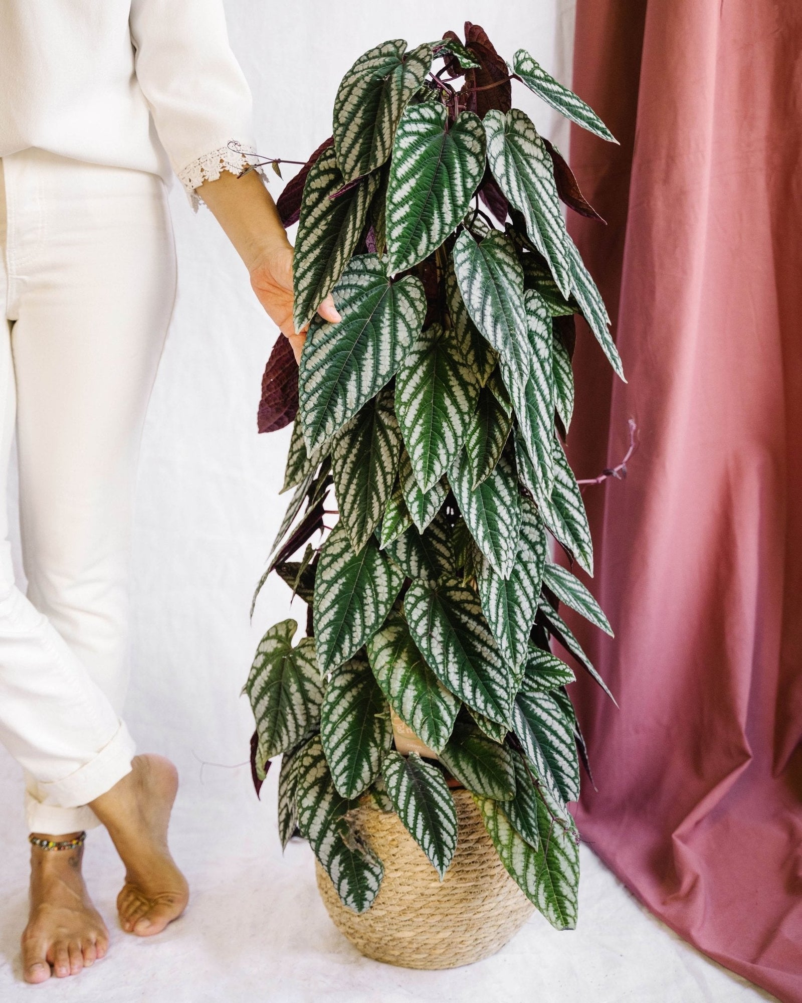 Entretien - cissus Discolor: Guide pratique - La Green Touch