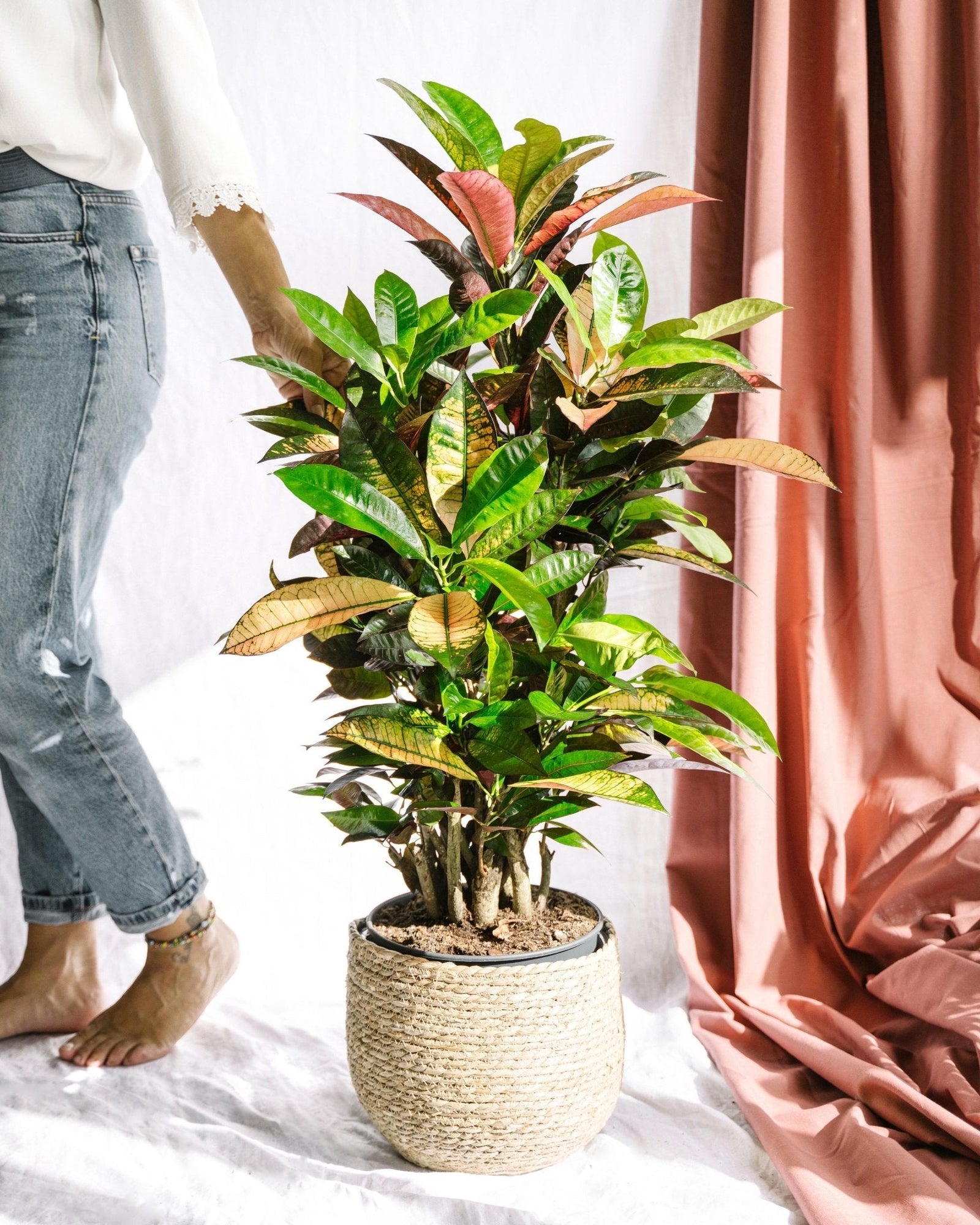 Entretien - Codiaeum Iceton: Guide pratique - La Green Touch