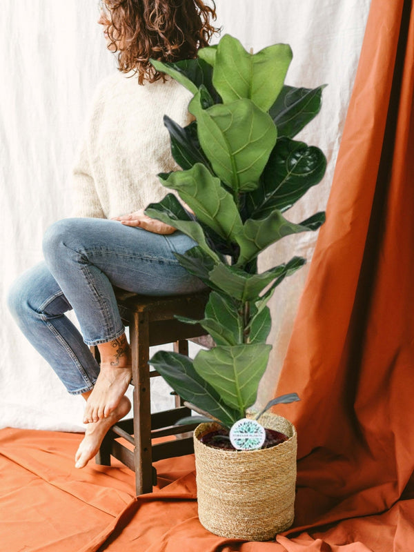 Entretien de Ficus Lyrata - La Green Touch