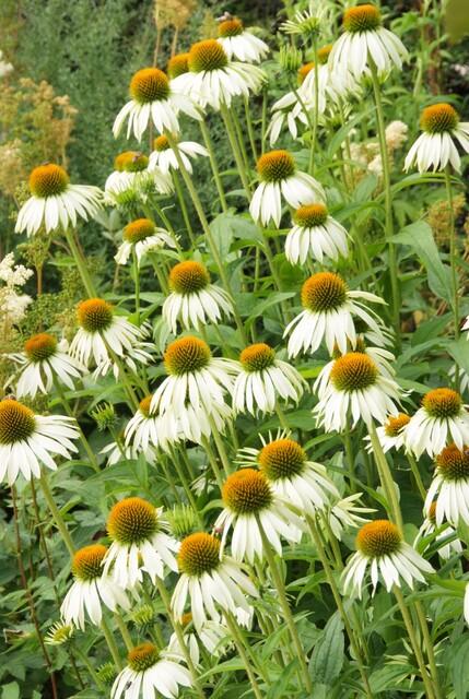 Entretien - Échinacée (Echinacea purpurea) : Guide pratique - La Green Touch