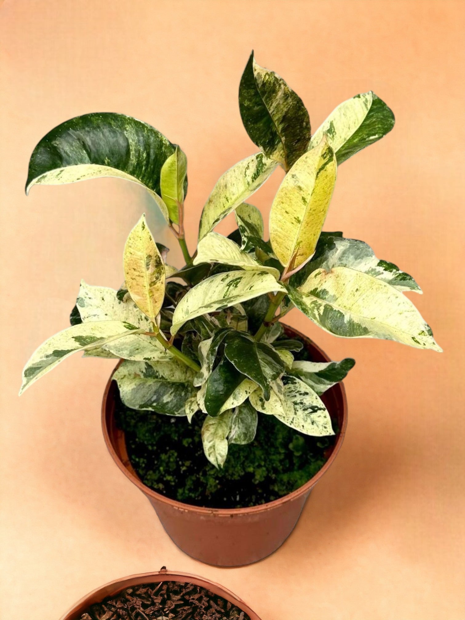 Entretien - Ficus Moonshine Shivereana: Guide pratique - La Green Touch