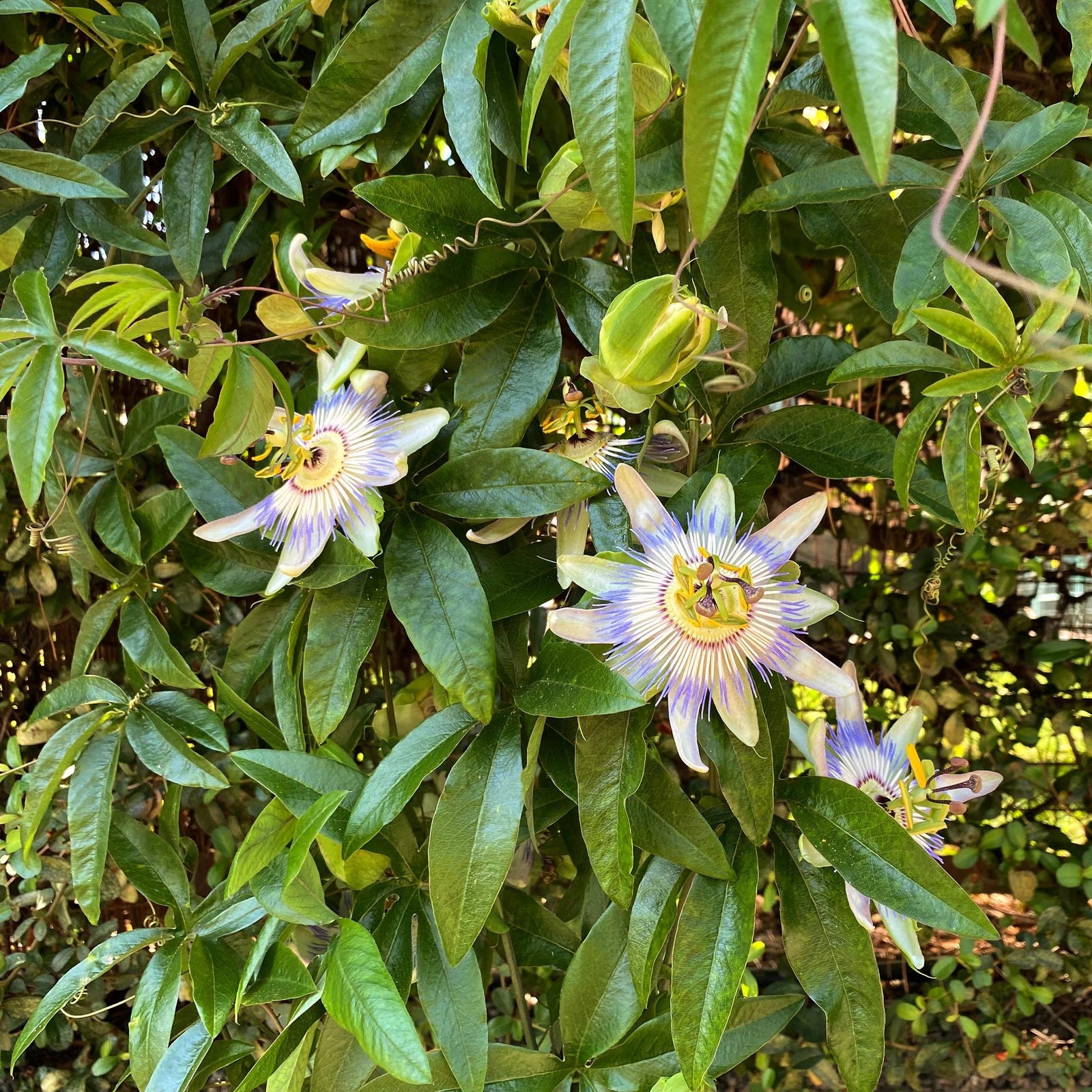 Entretien - Fleur De La Passion (Passiflora caerulea) : Guide pratique - La Green Touch