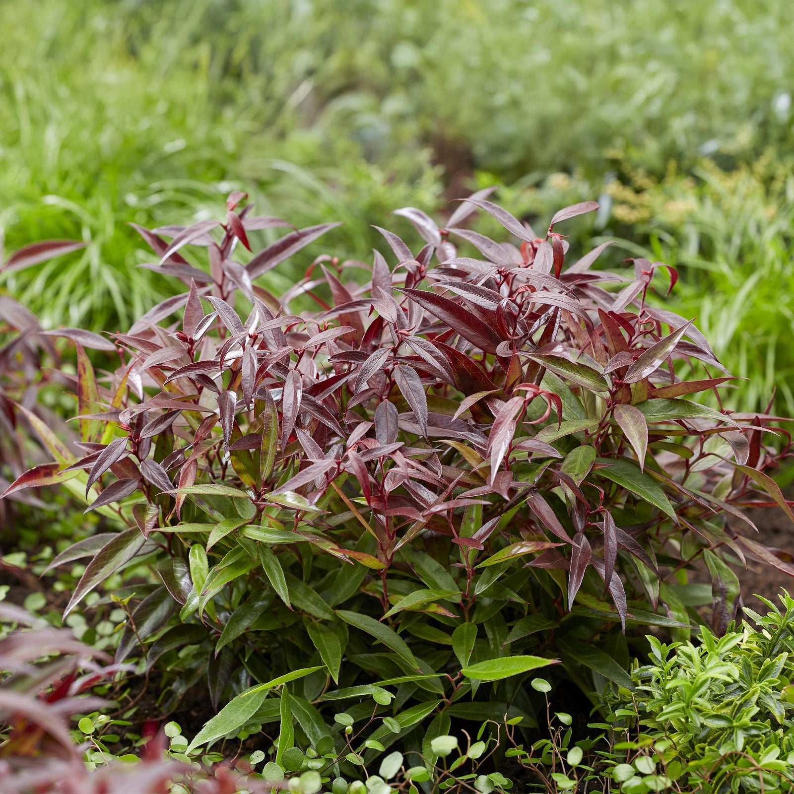 Entretien - Leucothoe (Leucothoe) : Guide pratique - La Green Touch