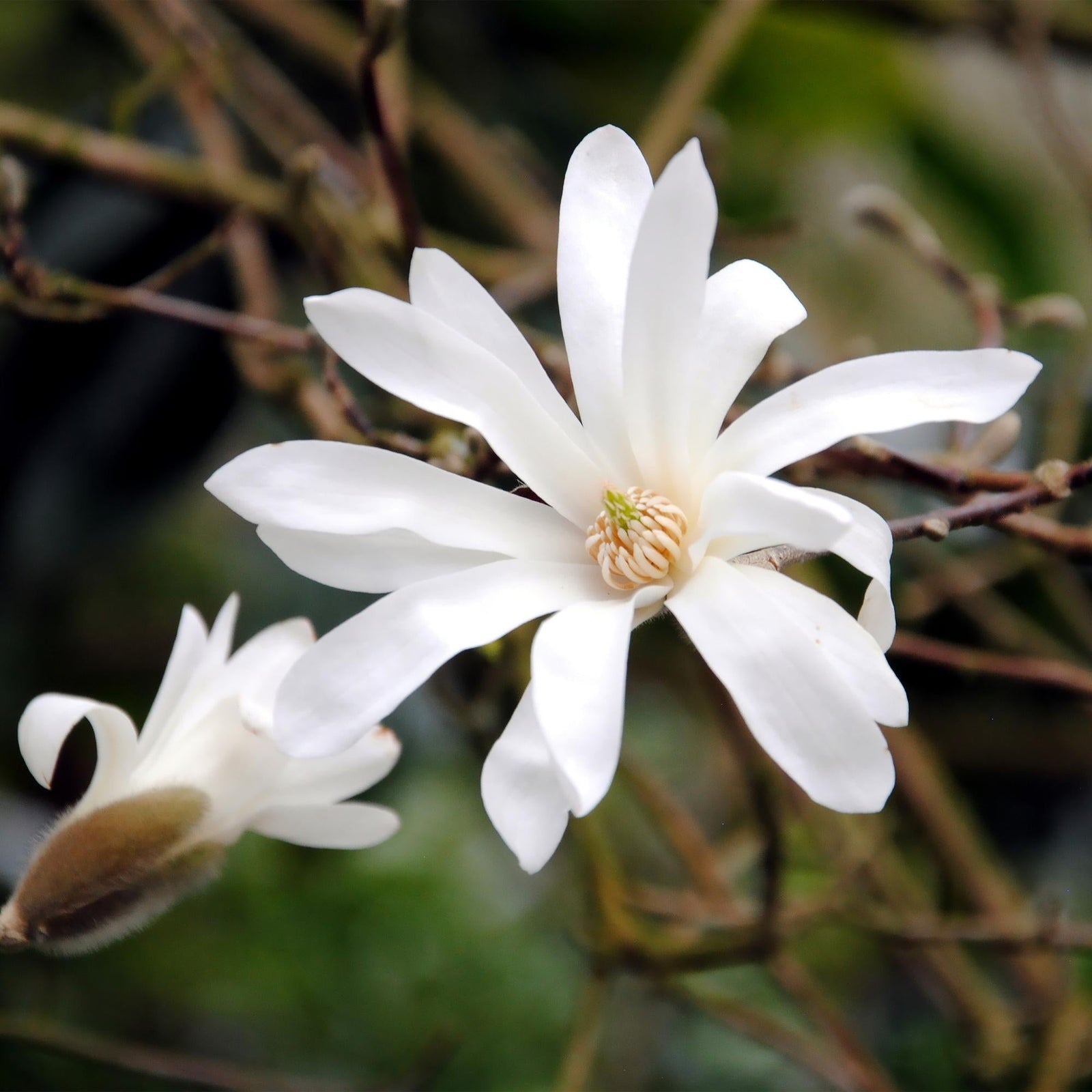 Entretien - Magnolia Étoilé (Magnolia stellata) : Guide pratique - La Green Touch
