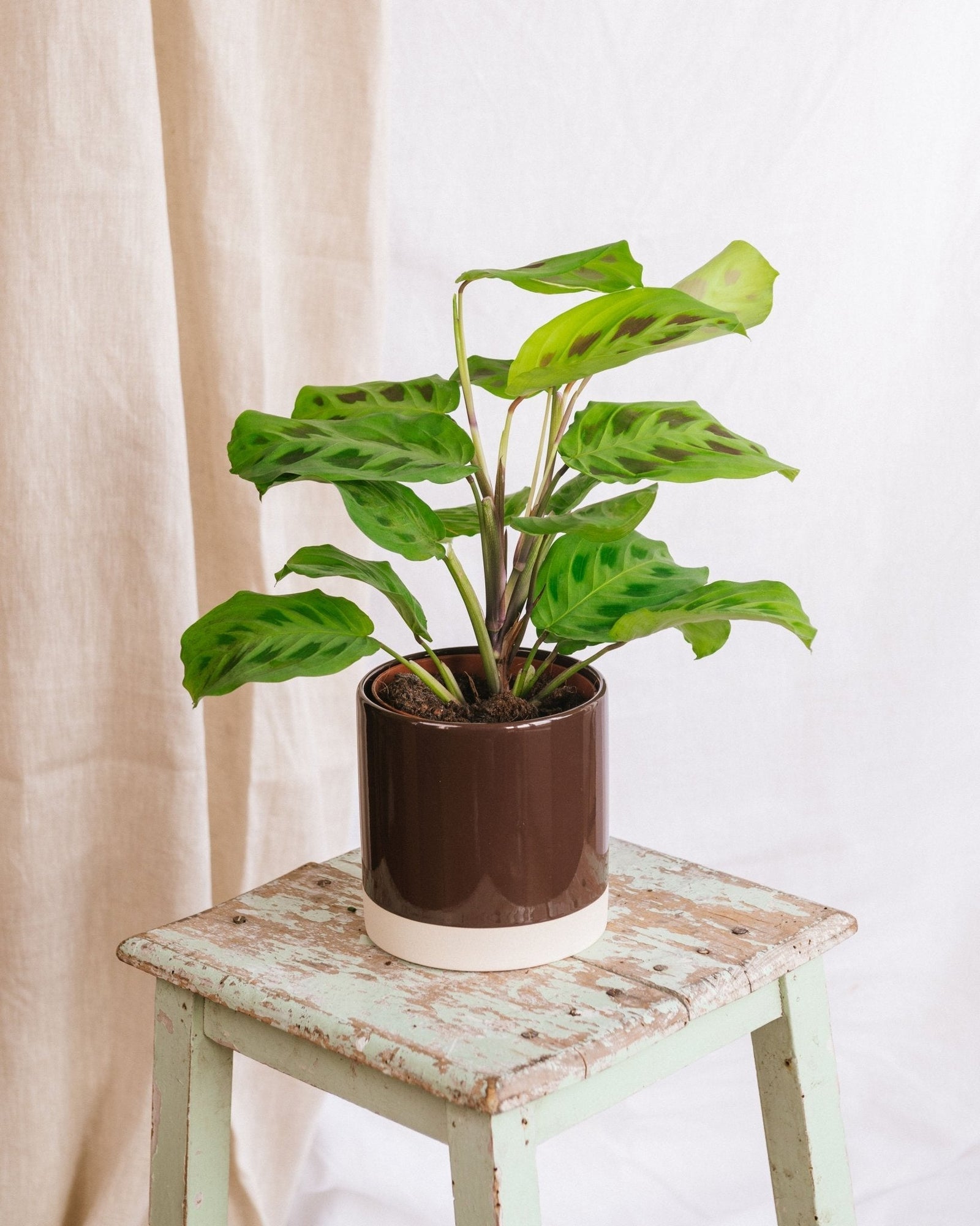 Entretien - Maranta kerchoveana: Guide pratique - La Green Touch