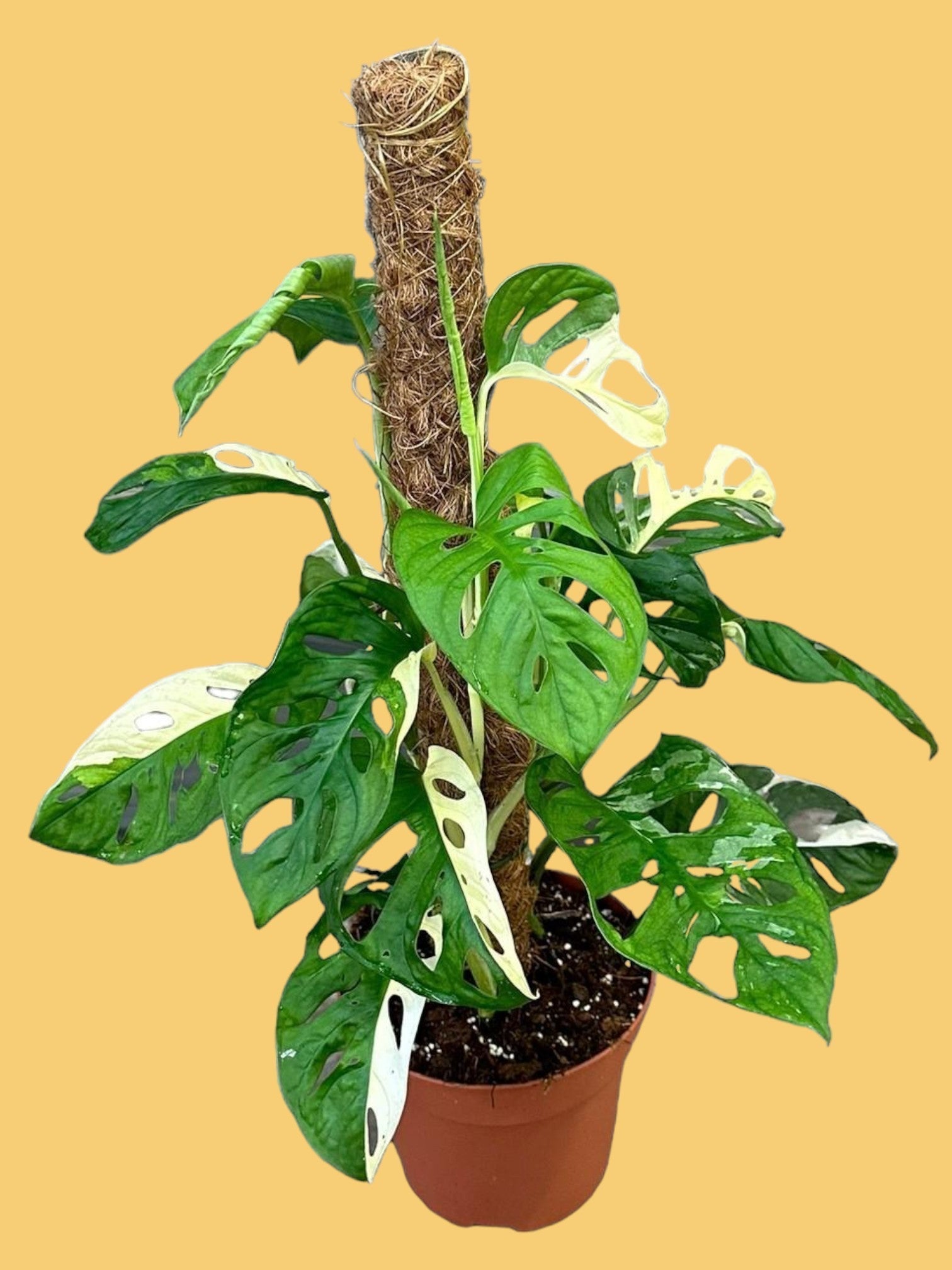 Entretien - Monstera Adansonii Variegata: Guide pratique - La Green Touch