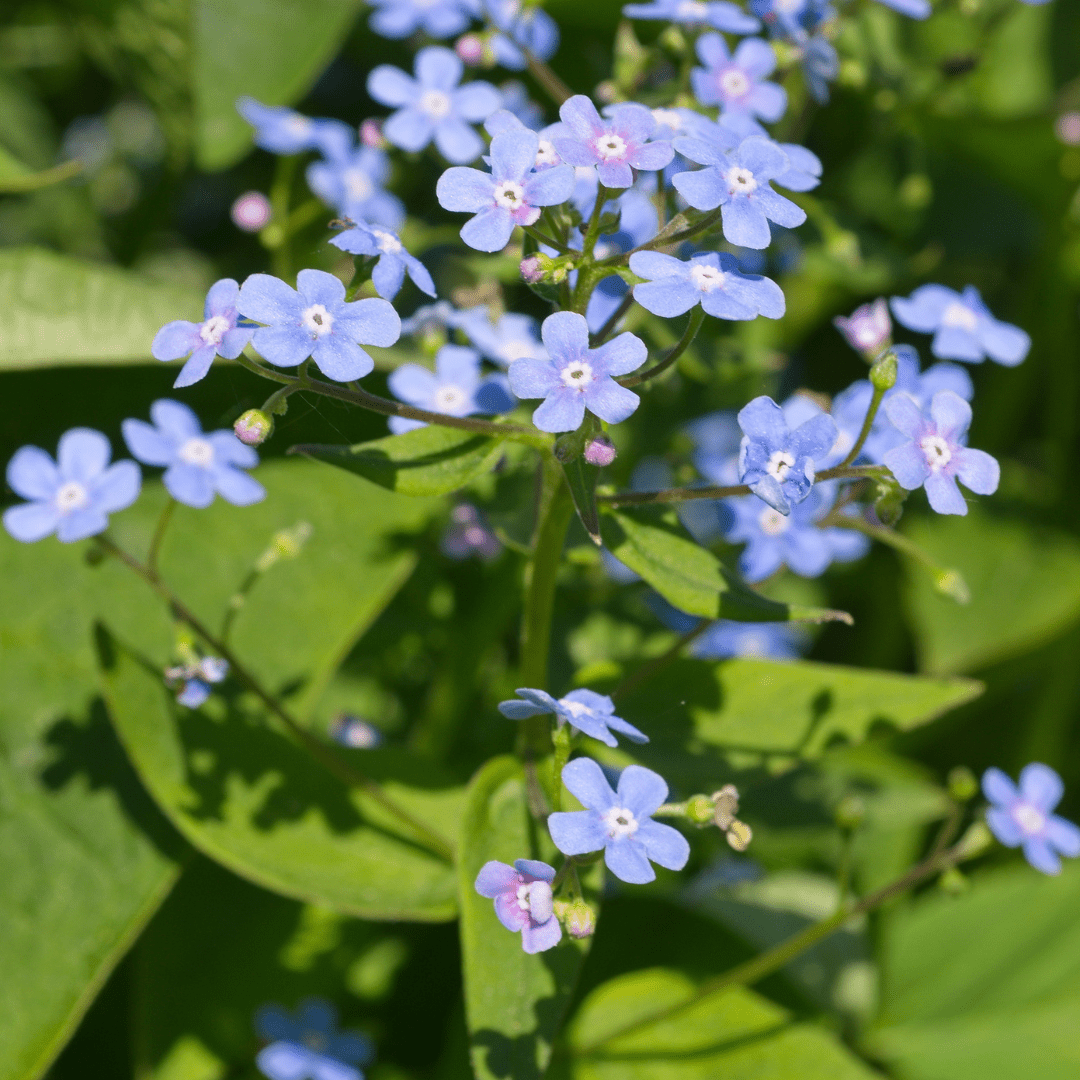 Entretien - Myosotis Du Caucase (Brunnera macrophylla) : Guide pratique - La Green Touch