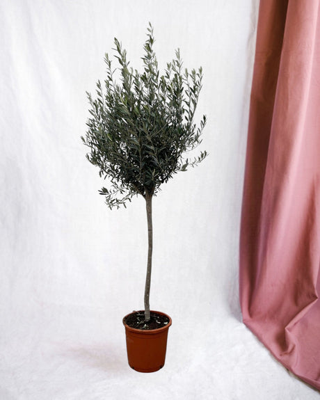 Entretien - Olivier Europaea: Guide pratique - La Green Touch