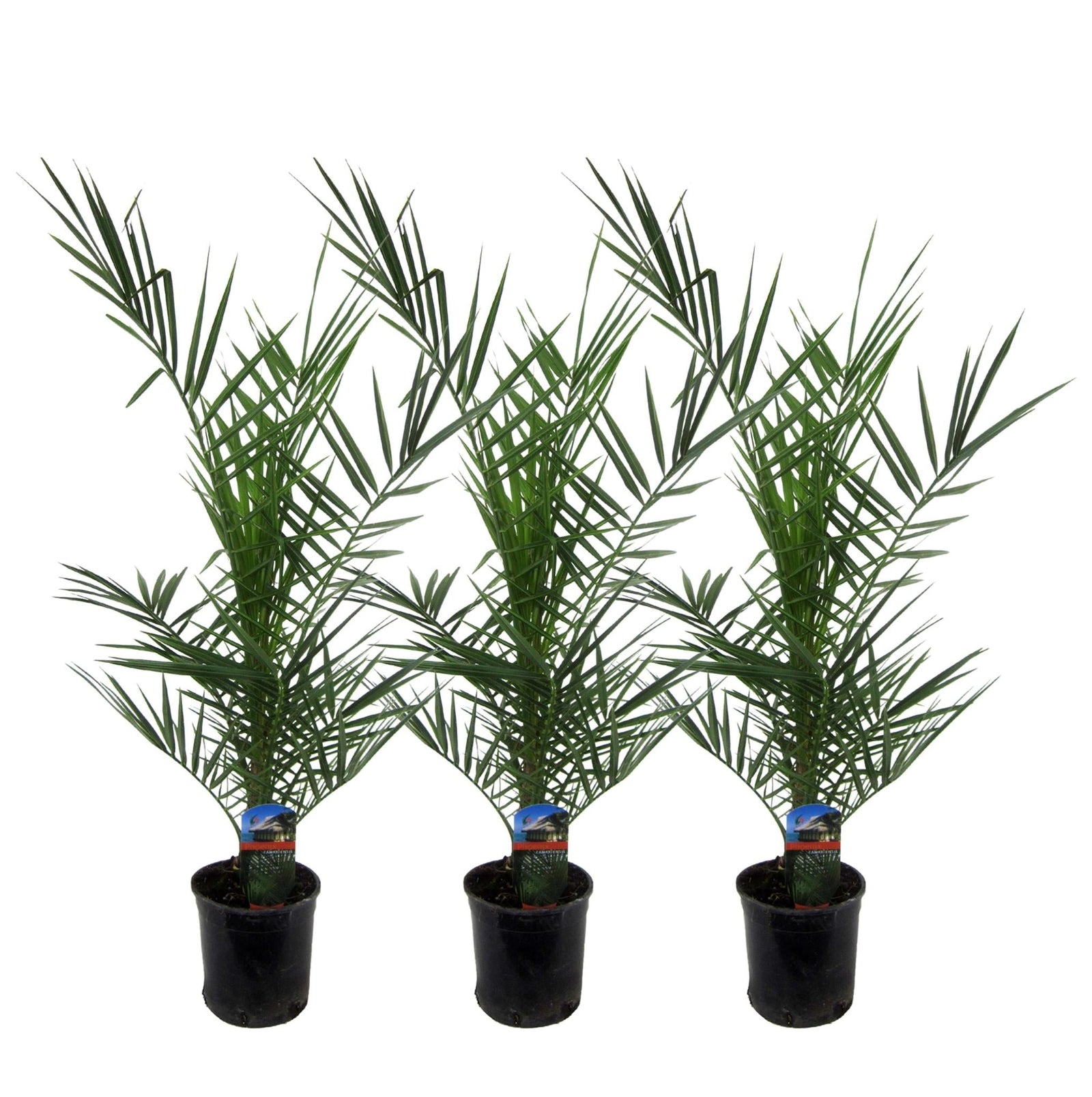 Entretien - Palmier Des Canaries (Phoenix canariensis) : Guide pratique - La Green Touch