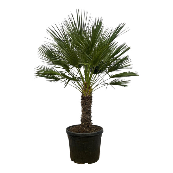 Entretien - Palmier Nain (Chamaerops humilis) : Guide pratique - La Green Touch