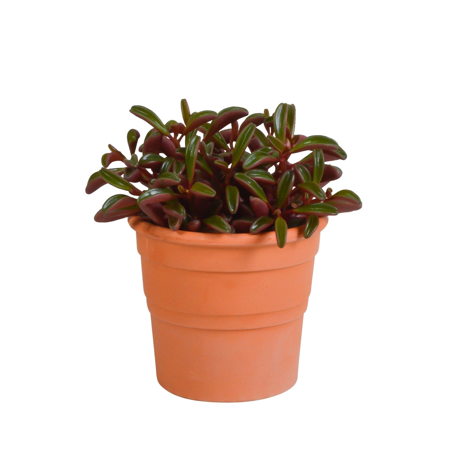 Entretien - Peperomia Graveolens: Guide pratique - La Green Touch