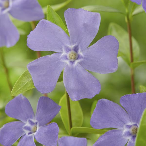 Entretien - Petite Pervenche (Vinca minor) : Guide pratique - La Green Touch
