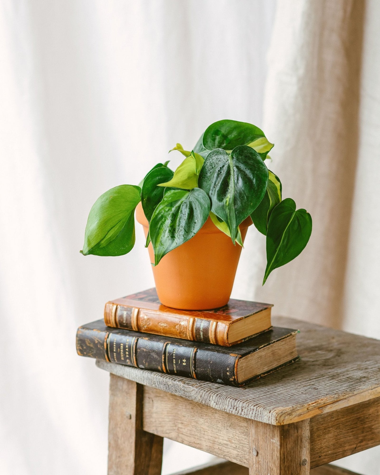 Entretien - Philodendron Brazil: Guide pratique - La Green Touch