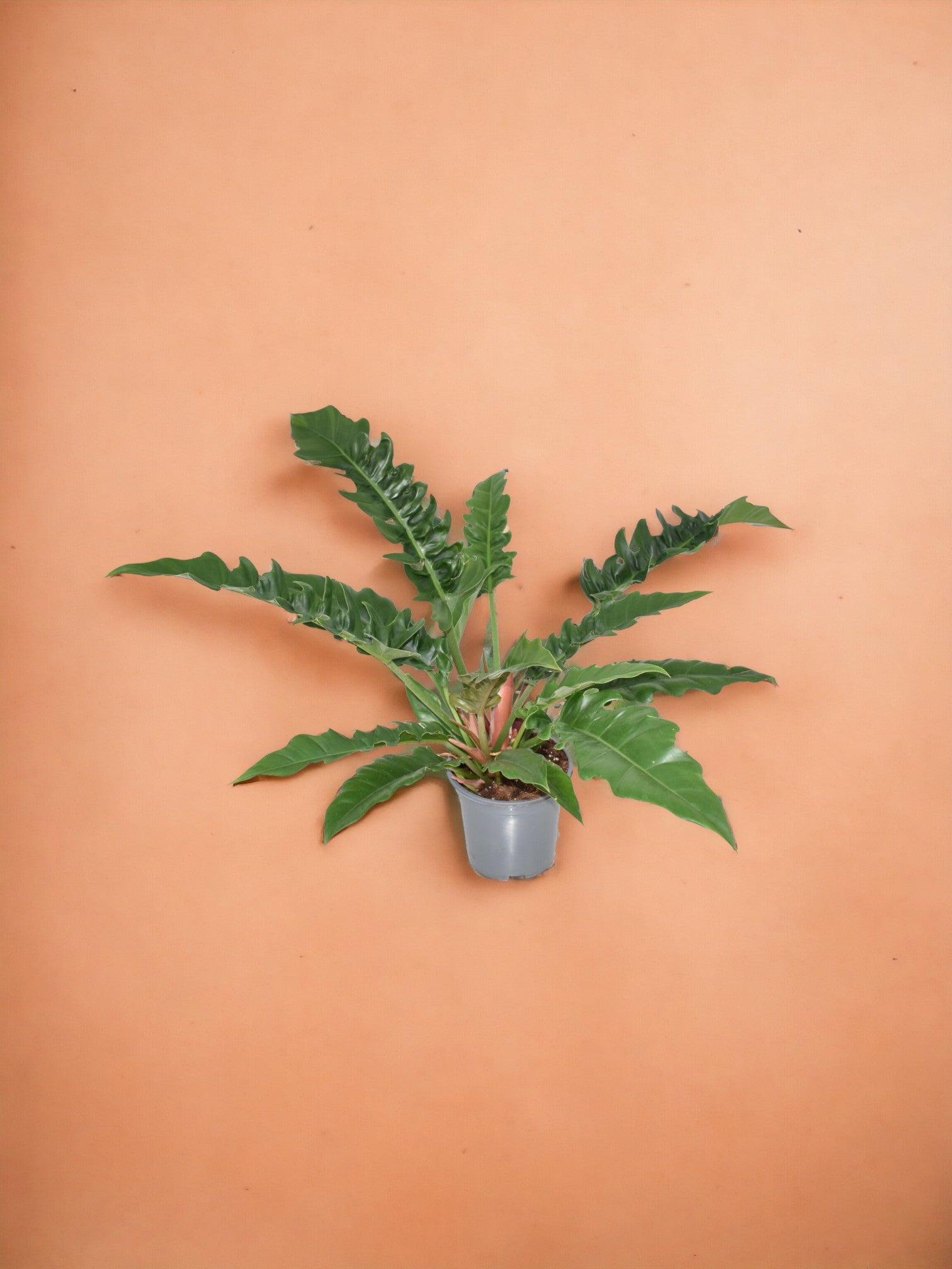 Entretien - Philodendron Narrow: Guide pratique - La Green Touch