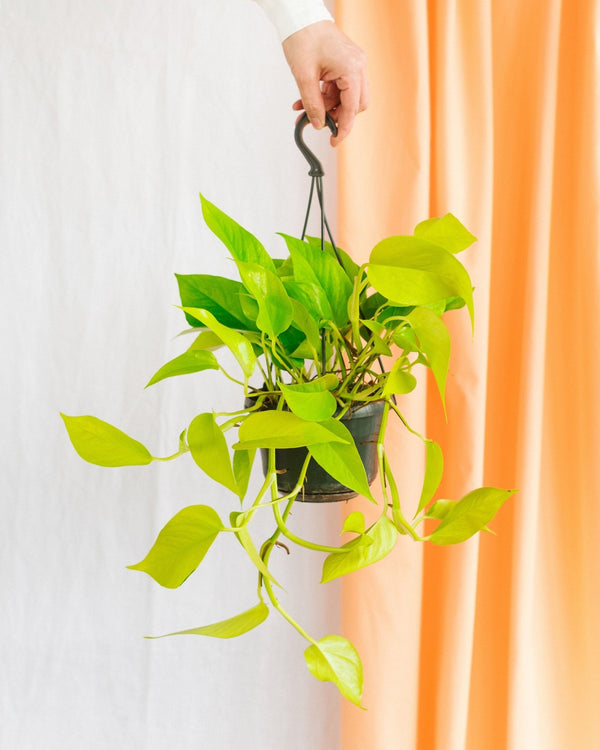 Entretien Epipremnum Neon Gold - La Green Touch