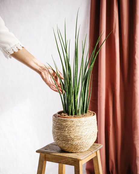 Entretien - Sansevieria Mikado: Guide pratique - La Green Touch