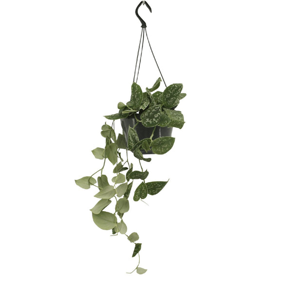Entretien - Scindapsus Pictus: Guide pratique - La Green Touch