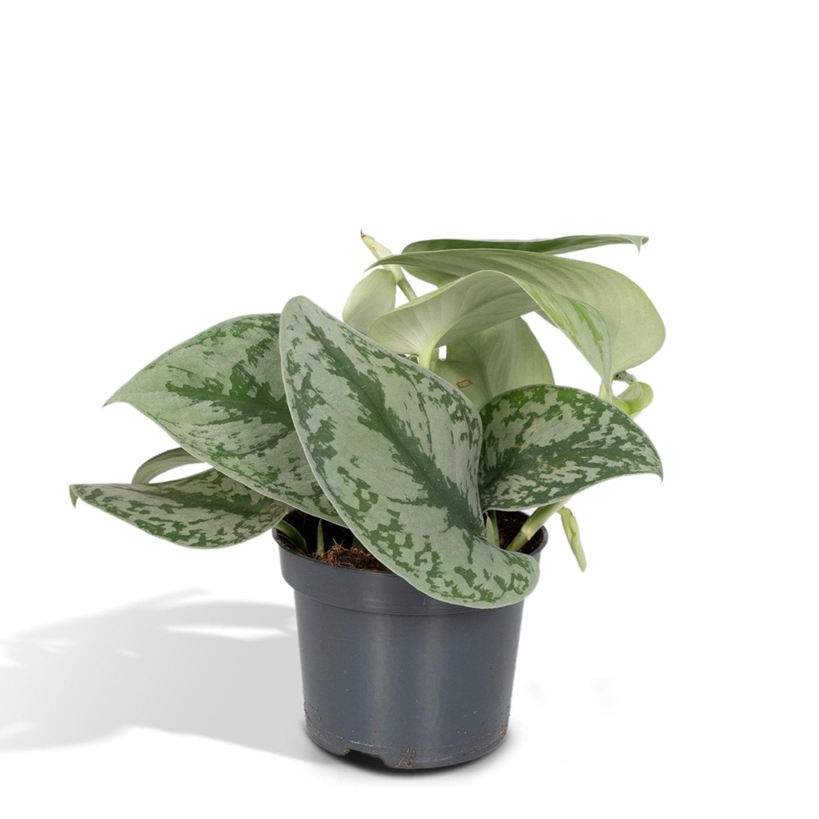 Entretien - Scindapsus Pothos Argenté: Guide pratique - La Green Touch
