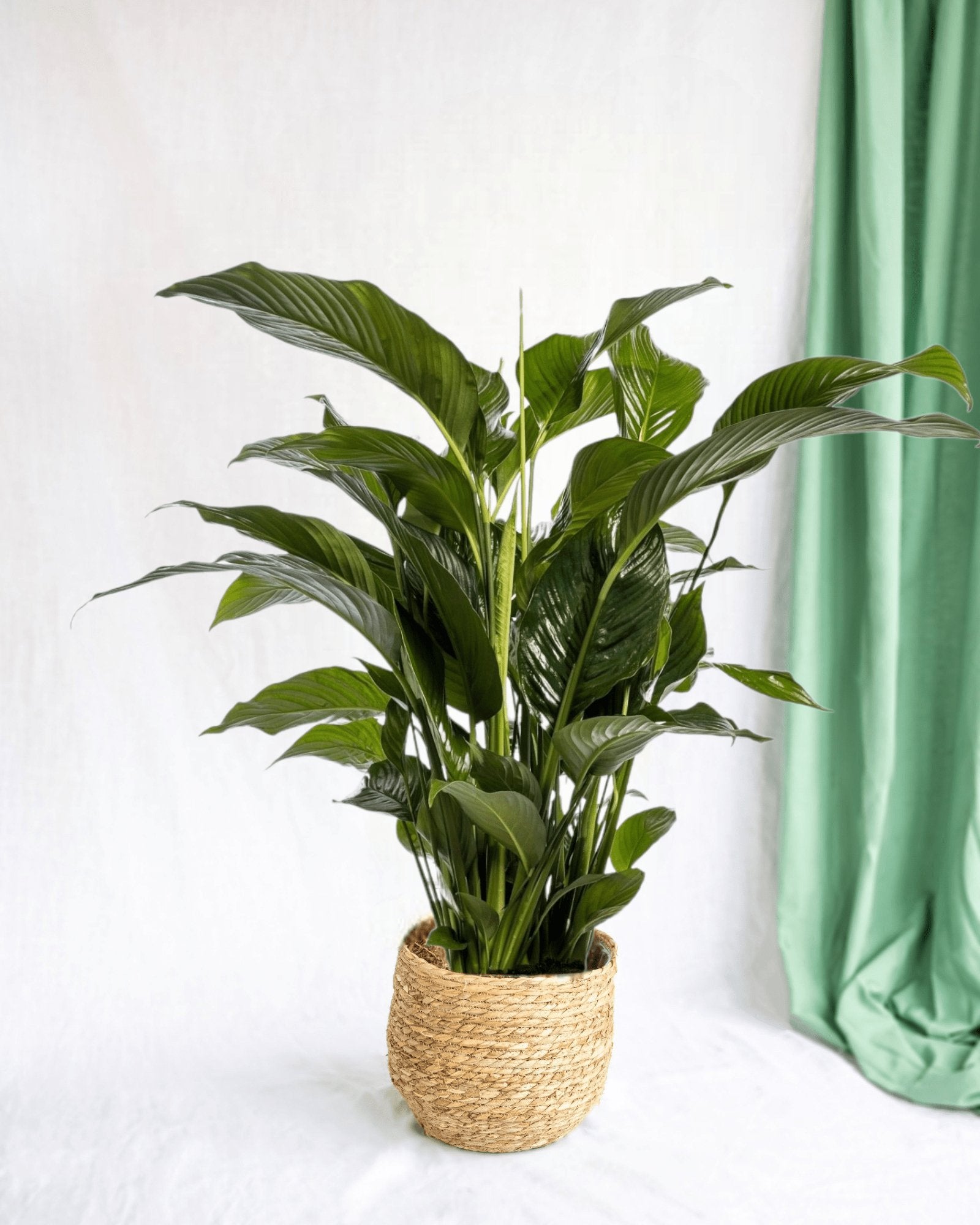 Entretien - spathiphyllum Bellini: Guide pratique - La Green Touch