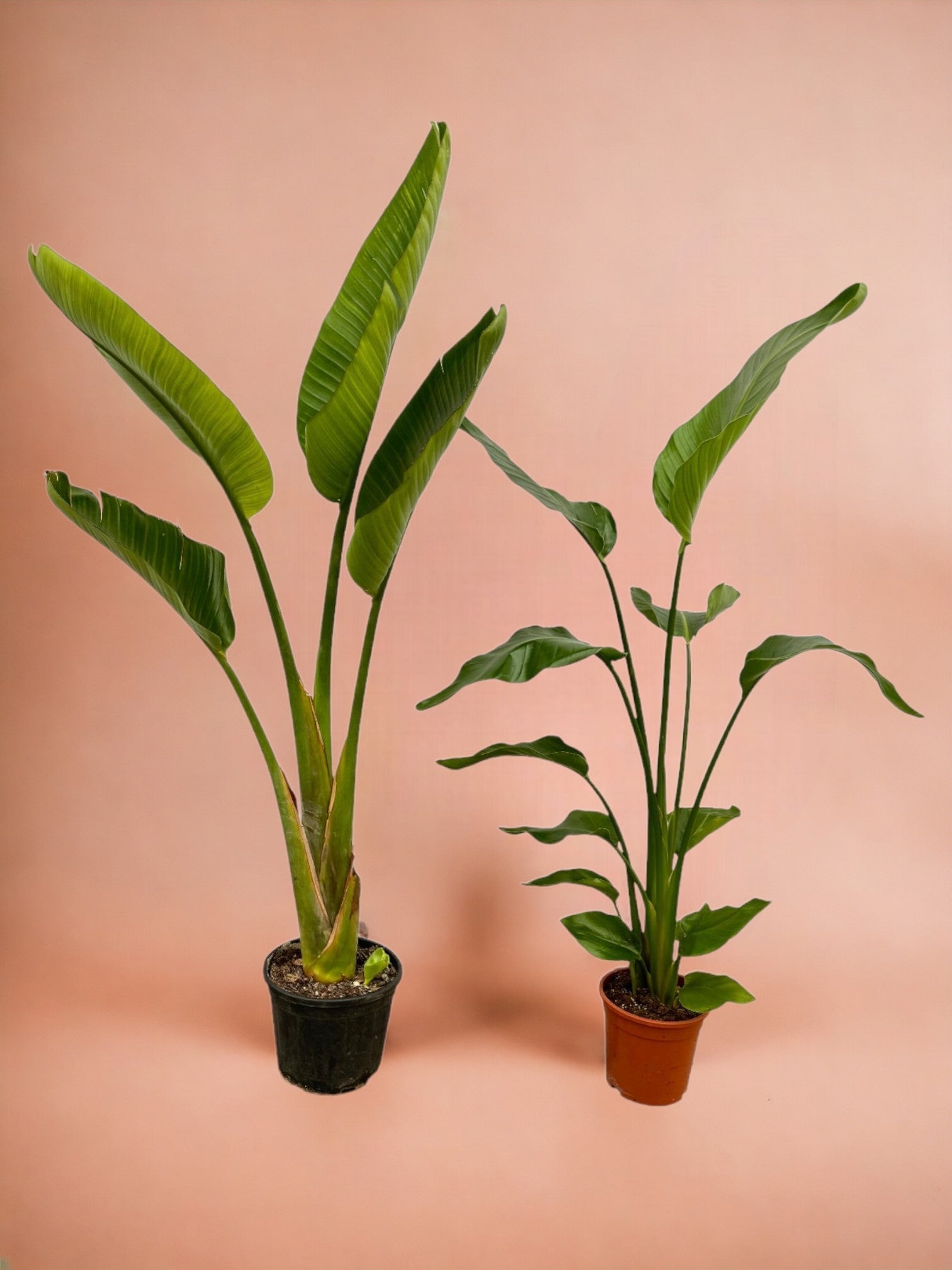 Entretien - Strelitzia Coffret: Guide pratique - La Green Touch