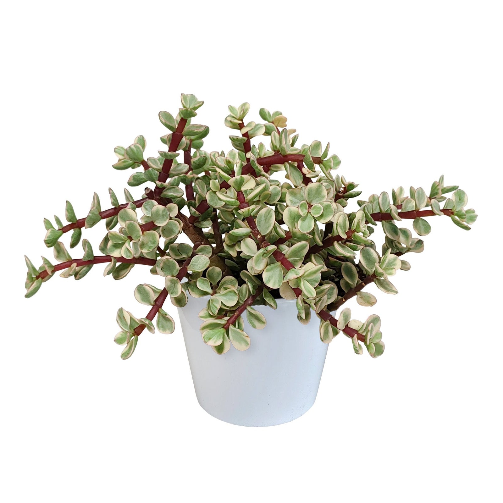 Entretien - Succulente Jade Panaché: Guide pratique - La Green Touch