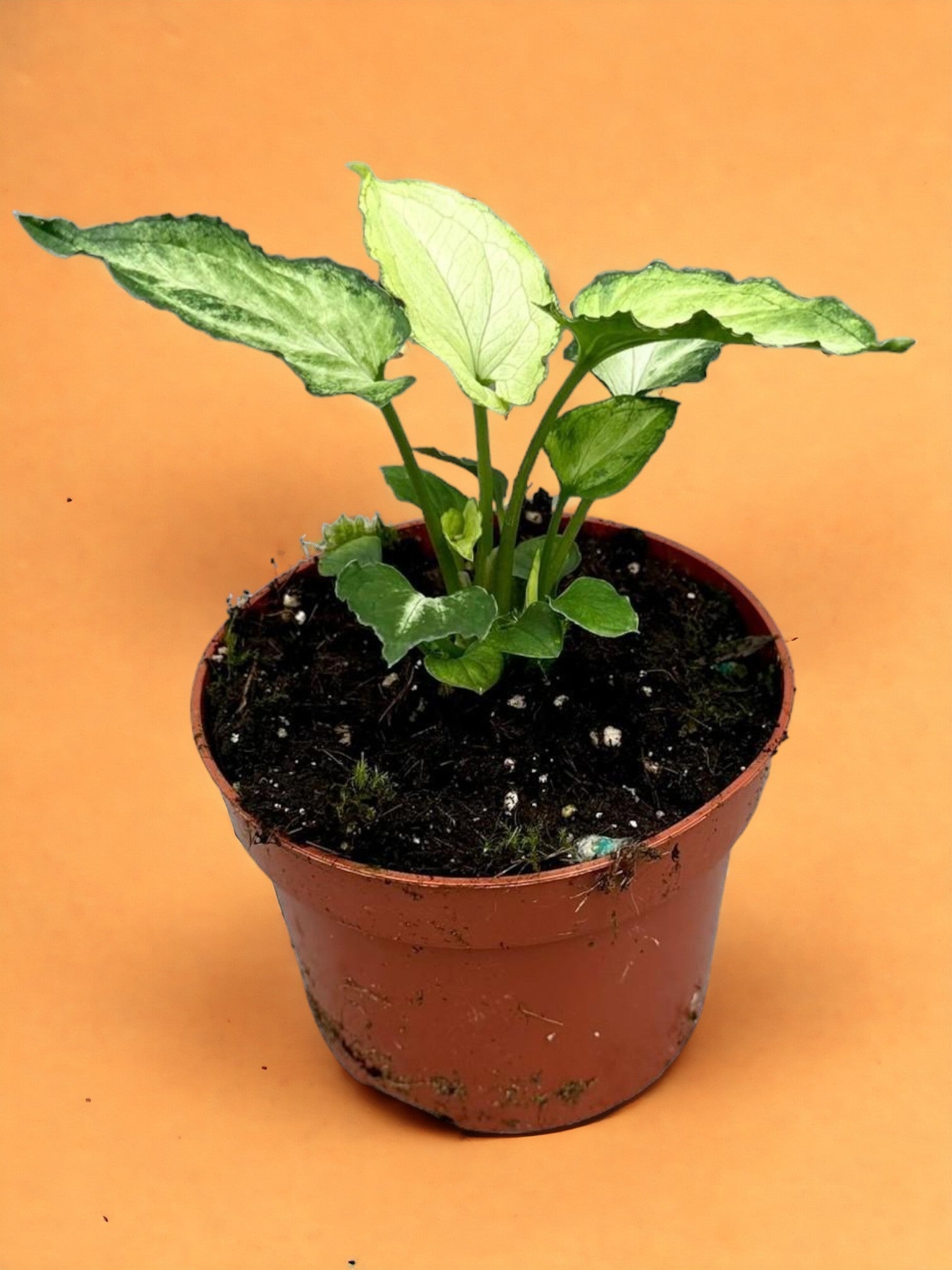 Entretien - Syngonium Mouse Ears: Guide pratique - La Green Touch
