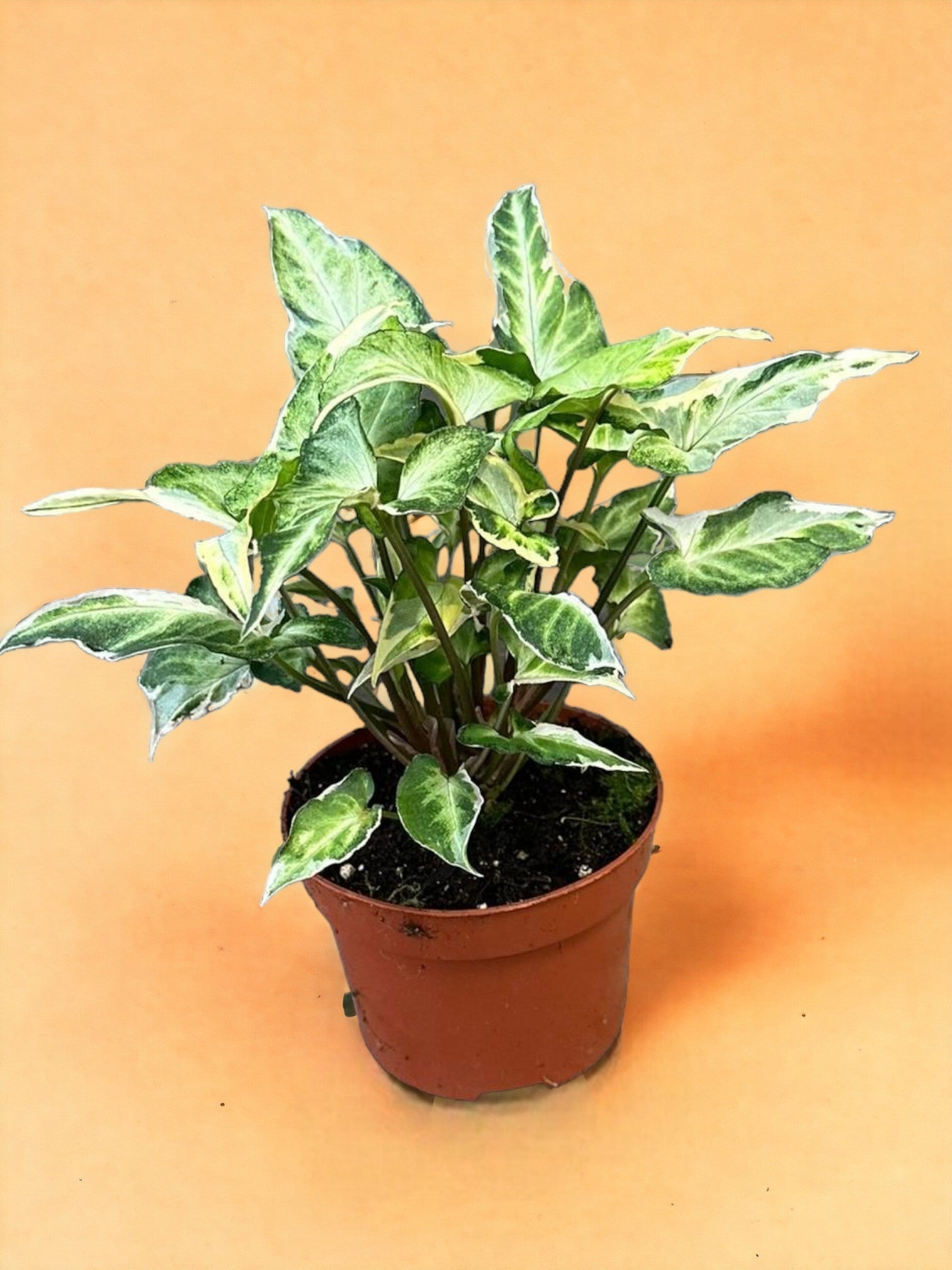 Entretien - Syngonium T25: Guide pratique - La Green Touch