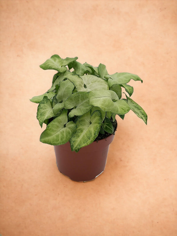 Entretien - Syngonium White Butterfly: Guide pratique - La Green Touch