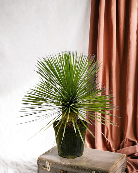 Entretien - Yucca Rostrata: Guide pratique - La Green Touch