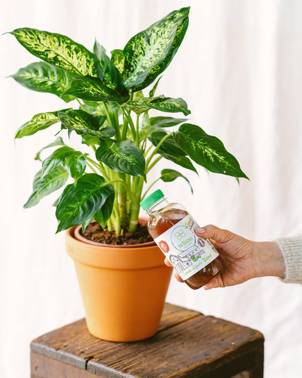 Faut-il fertiliser ses plantes d’intérieur avant le printemps ? - La Green Touch