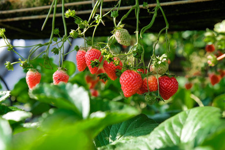 Le Top 10 des Arbustes Fruitiers pour Enrichir votre Jardin - La Green Touch