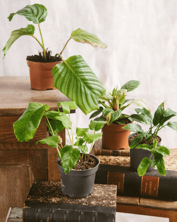Parasites d’été : comment protéger ses plantes d’intérieur naturellement ? - La Green Touch
