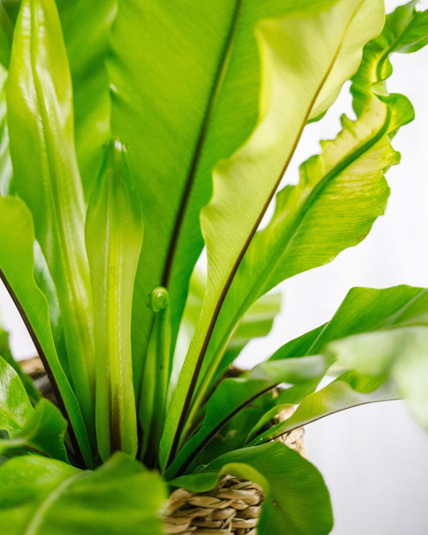 Pourquoi adopter des plantes tropicales pendant l’été ? - La Green Touch