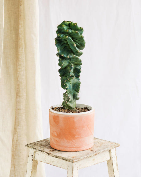 Quel arrosage pour un cactus ? - La Green Touch