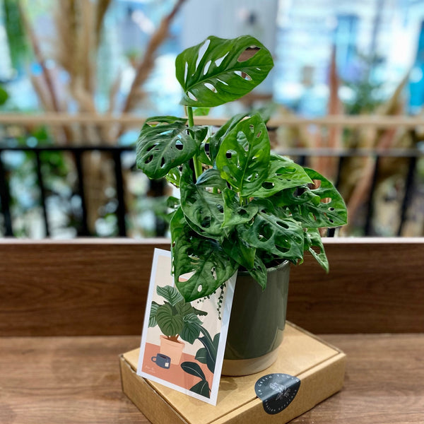 TOP 5 des plus belles plantes tropicales à avoir chez soi pour une décoration Jungle garantie ! - La Green Touch