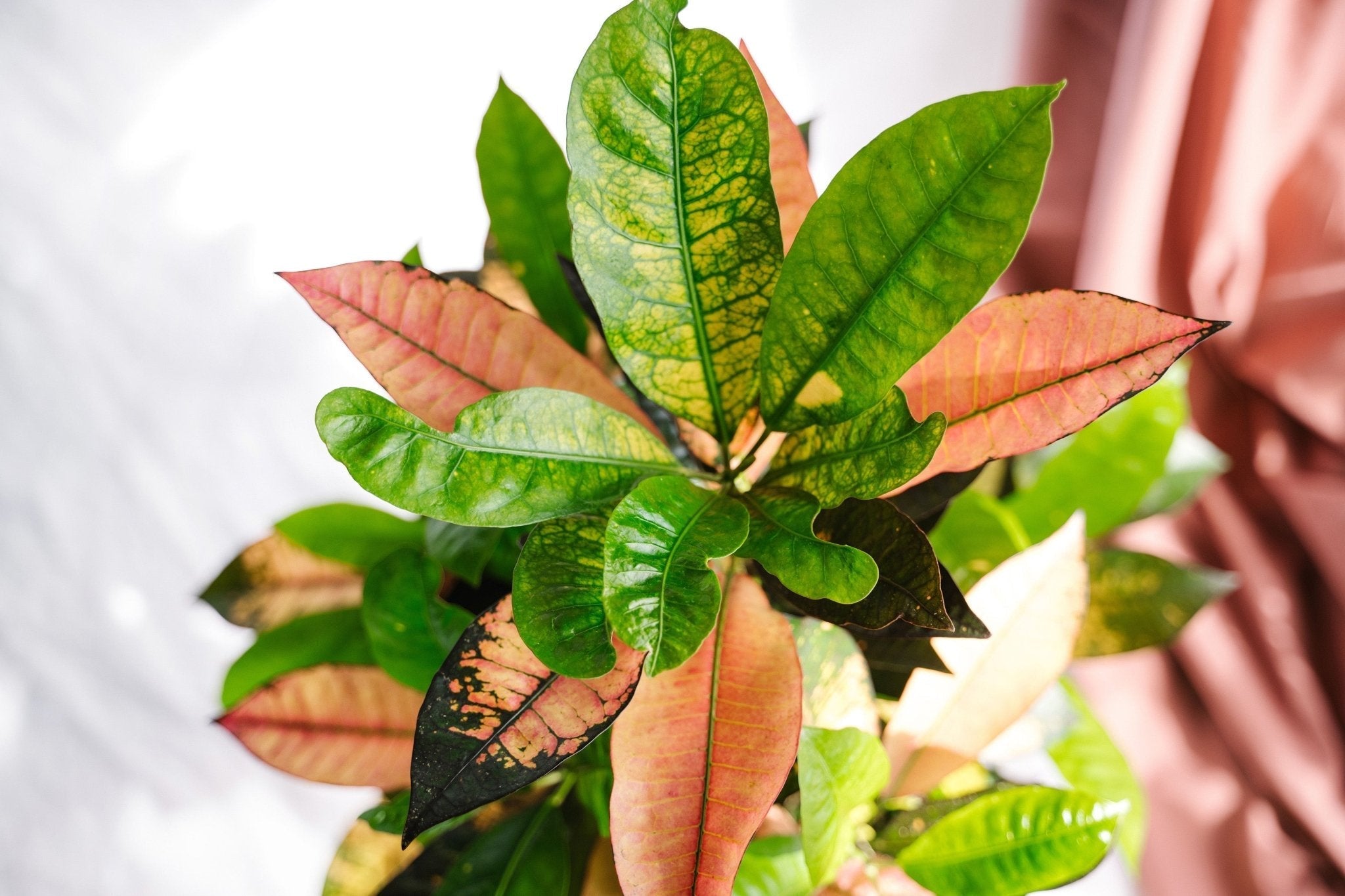 Automne - La Green Touch