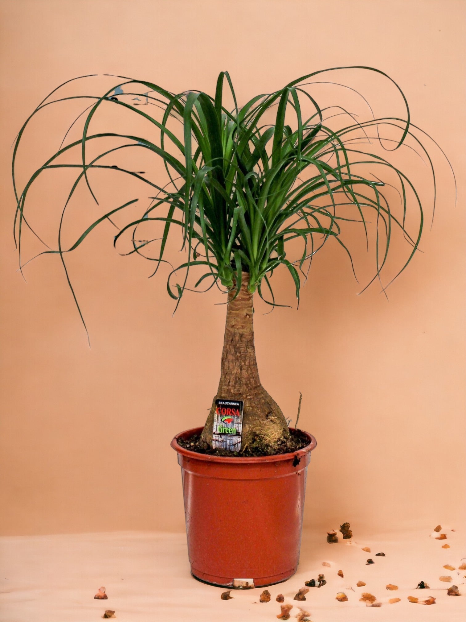 Beaucarnea - La Green Touch