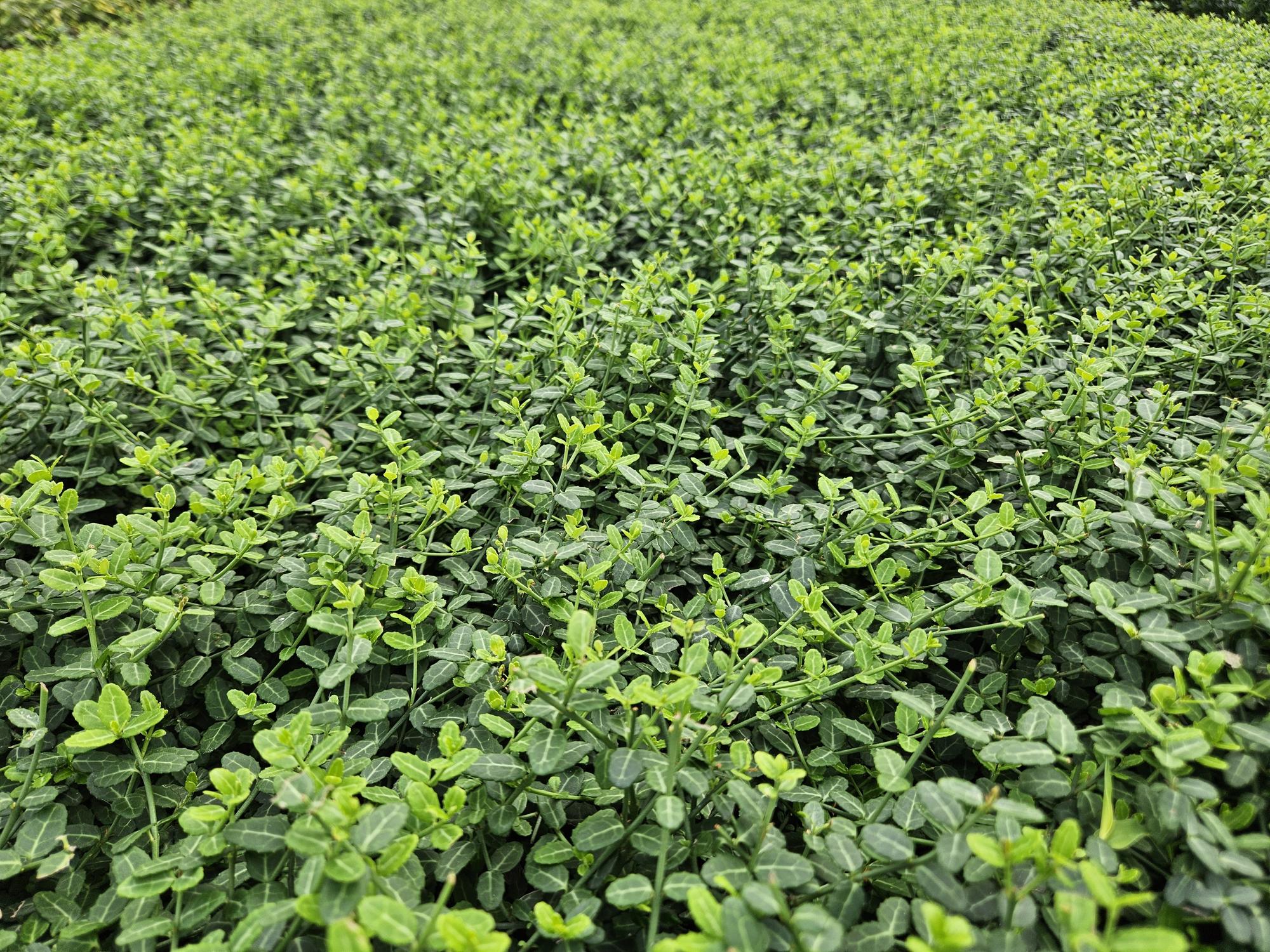 Euonymus Fusain - La Green Touch